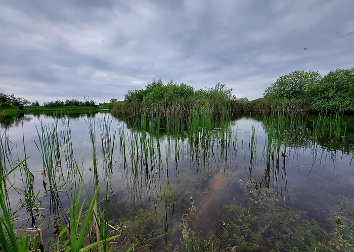 4 Star In Humble-by Traum * Humble